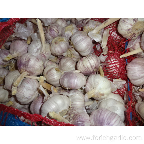 Health Benefits Fresh Garlic 2019